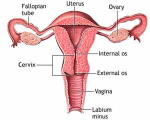 Finding The Cervix